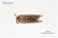 藏品(波麗毒蛾)的圖片